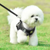 Atmungsaktives Hundegeschirr mit Leine – Komfort...